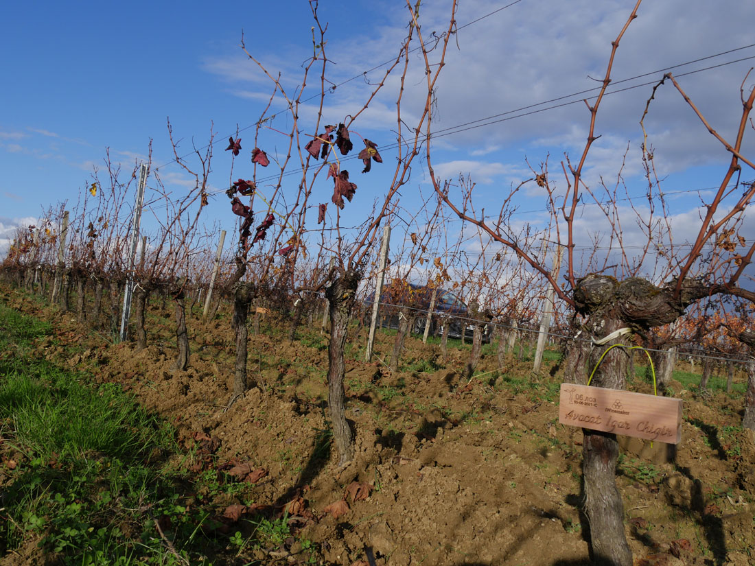Виноградник на урожай